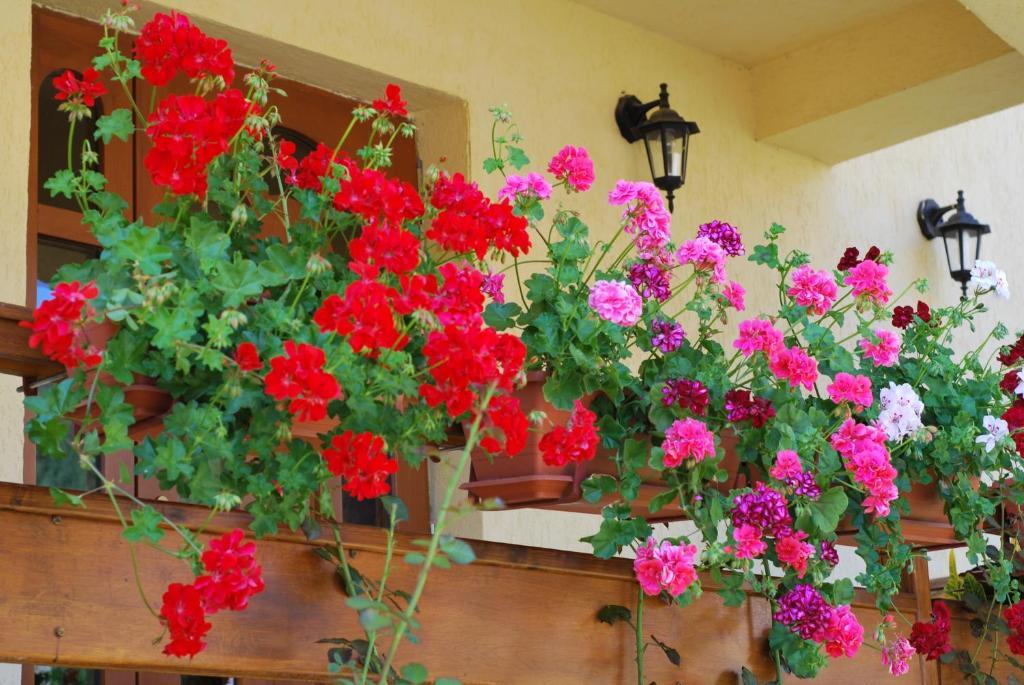 Casa Anca Boutique Hotel Timisu de Jos Dış mekan fotoğraf